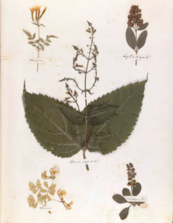[dickinson_herbarium_2.jpg]