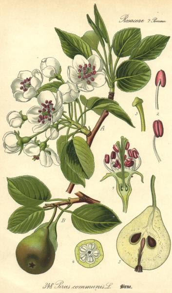 [Pyrus+communis+L.jpg]