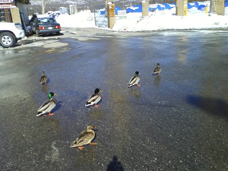 Enero 28, 2010   Big Bear - Mi primer Viaje a USA (4)