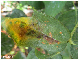 LA MAGIA DE MI JARDIN: ¡¡¡HONGOS PELIGRO