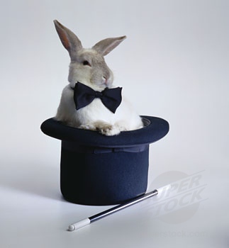 [rabbit+top+hat.jpg]
