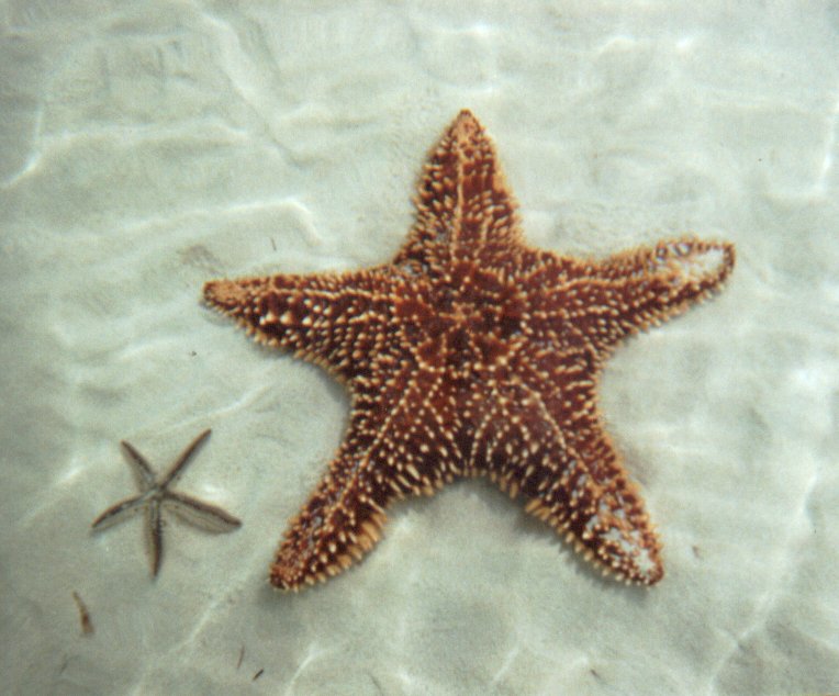 [2-starfish1.jpg]