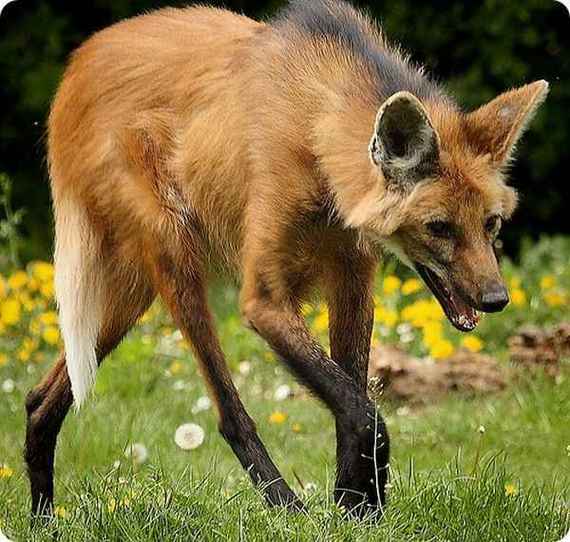 Weird Animal Seen On www.coolpicturegallery.us