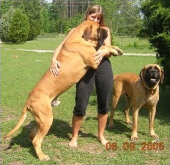 World%2527s+Giant+Dogs+Animals+Pictures+%25283%2529