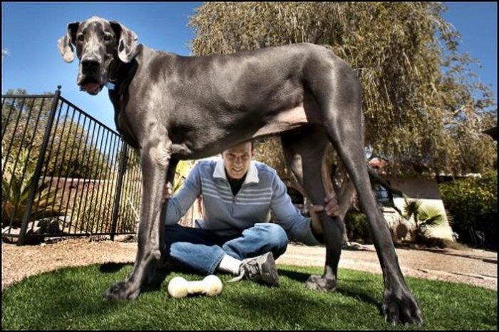 Dogs big penis
