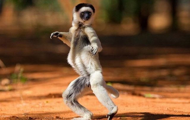 Amazing+Dancing+Funny+Lemurs+Photos.jpg