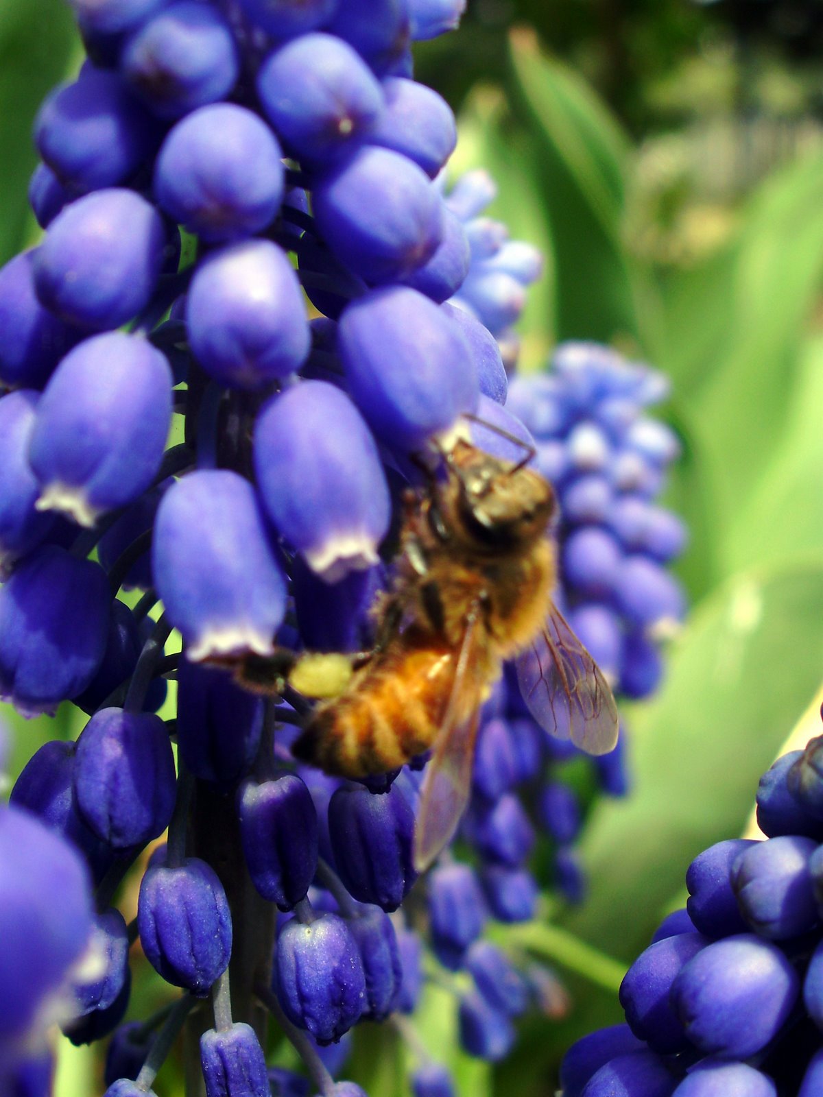 [bee+on+hyacinth.jpg]