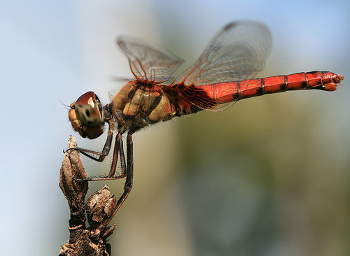 BOCORAN BIOLOGI: Perkembangbiakan Capung