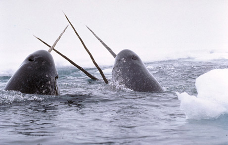 gambar hewan - foto ikan paus