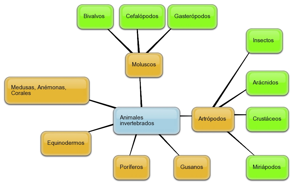 Ampliando y reforzando: Los animales invertebrados
