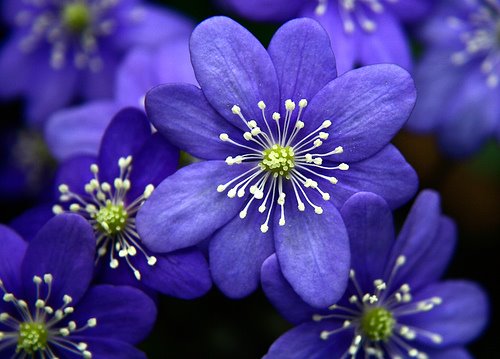 [indigo+flowers.jpg]