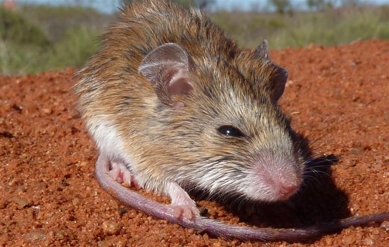WA Zoologist More Little Mammals