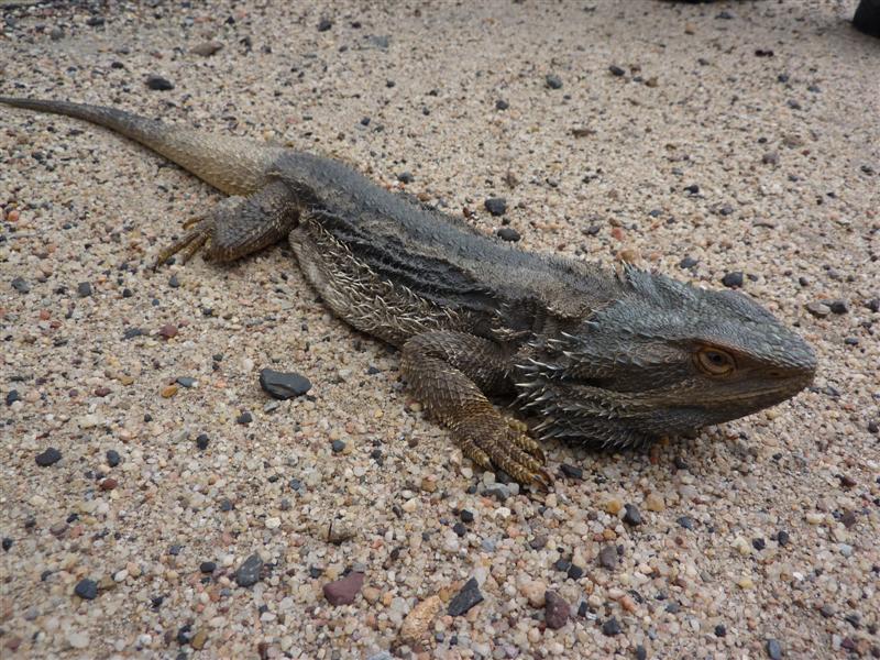 [eastern bearded dragon size]