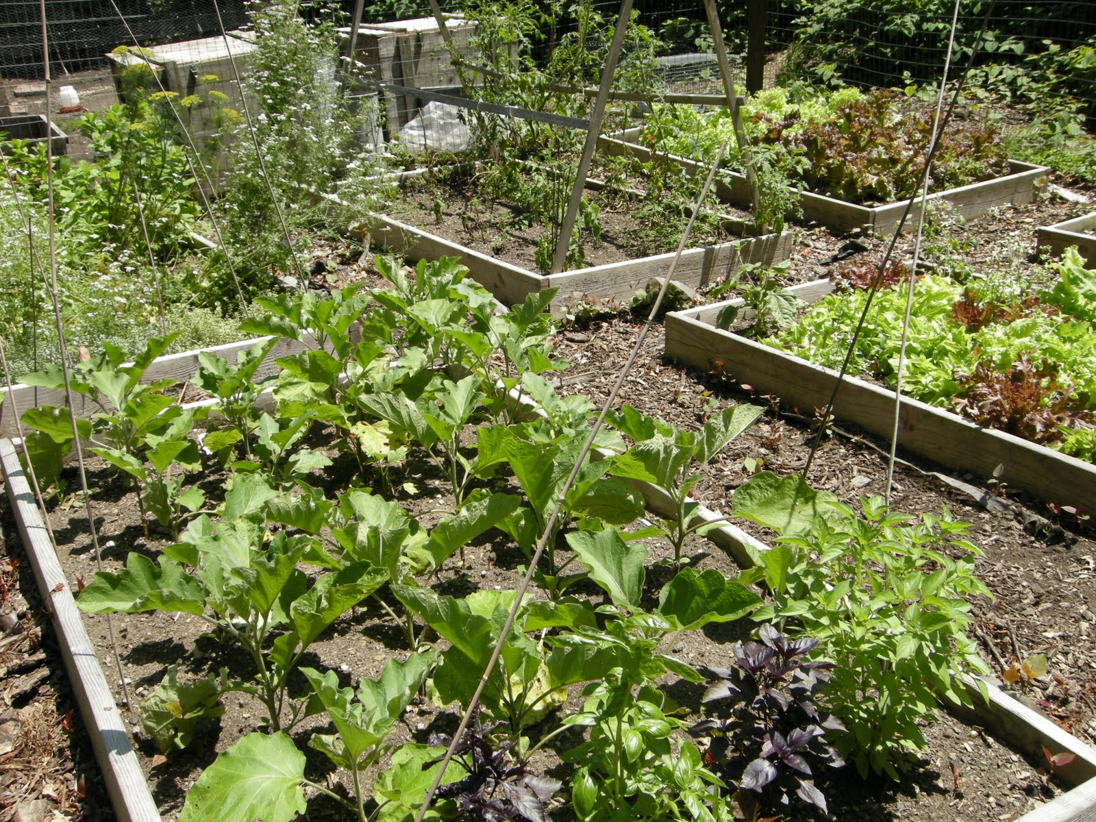 Adventures in Honey "Local" means my Back Yard Garden