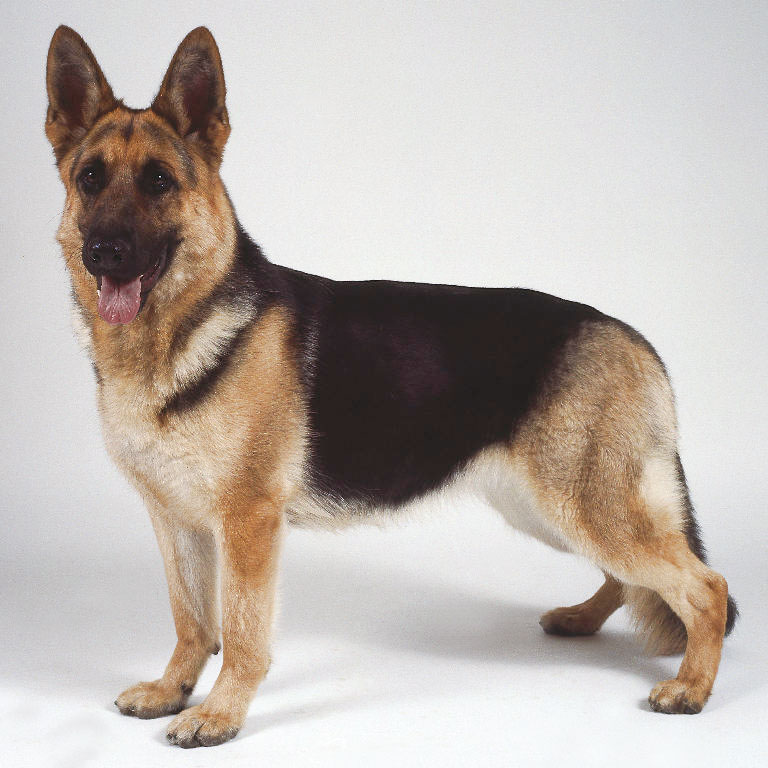 Dog breed profiles