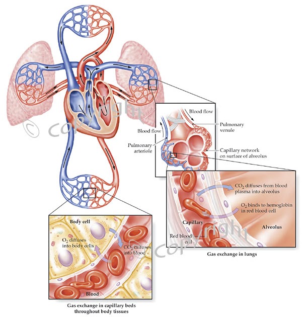 Human Respiratory and Cardiac Systems: Explain the transport of oxygen