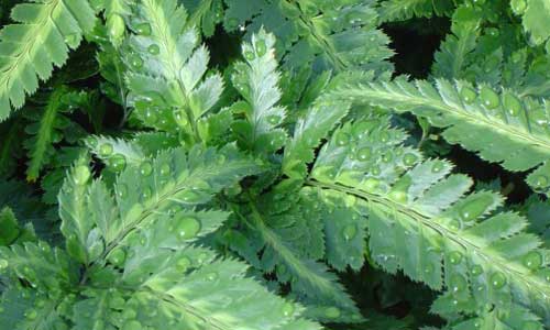 [arachnio-500x300.jpg]