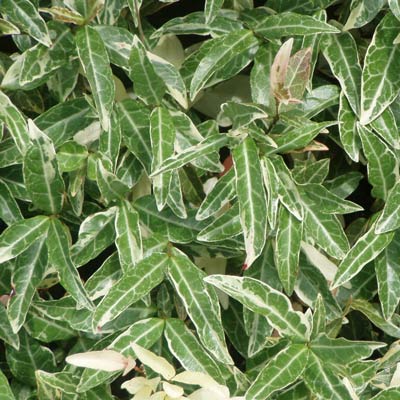 [Variegated-asiatic-4web.jpg]