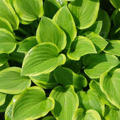 [golden-tiara4web.jpg]