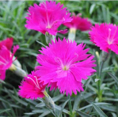 [dianthus-neon-star-ev-4web.jpg]