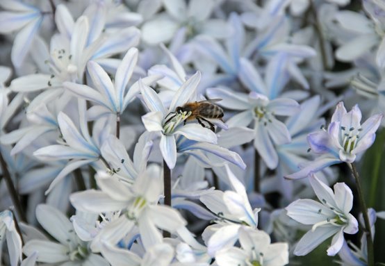 [bee-on-scilla.jpg]
