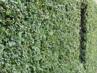 [ficus-pumila-sav-wall400x30.jpg]