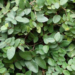 [ficus-pumila-sav1-300x300.jpg]