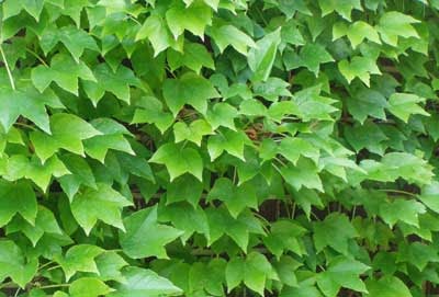 Virginia Creeper vs Boston Ivy: What's the Difference? - A-Z Animals