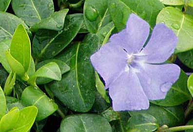 [vinca-minor-bowlesii396x270.jpg]