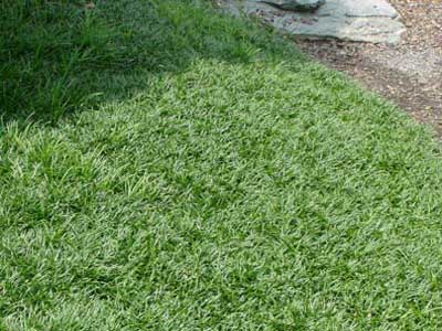 [Mondo-nana400x300.jpg]