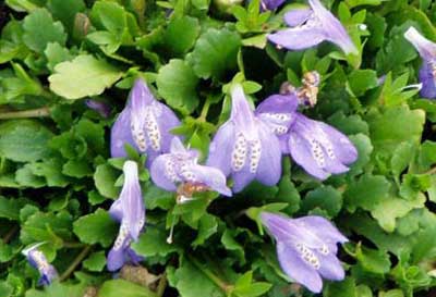 [mazus-reptans400x273.jpg]