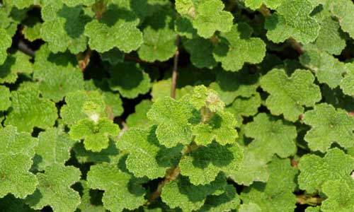 [Rubus-calcynoides-500x300.jpg]