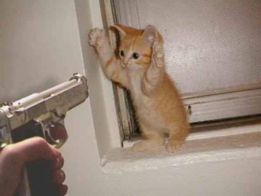 kitten-with-hands-up-gun-pointed-at-it1.jpg