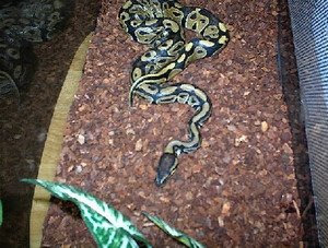 BEST REPTILE BREEDERS