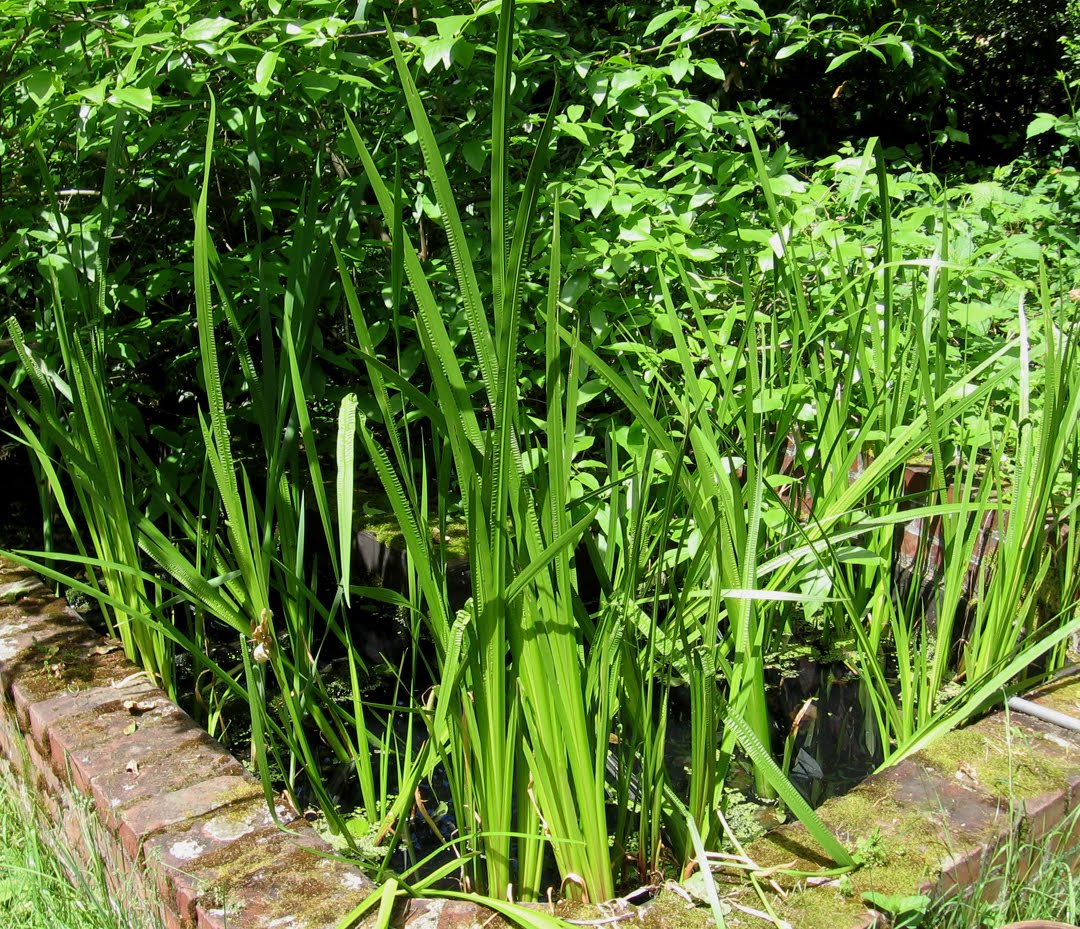 Perfume Project NW CALAMUS ROOT