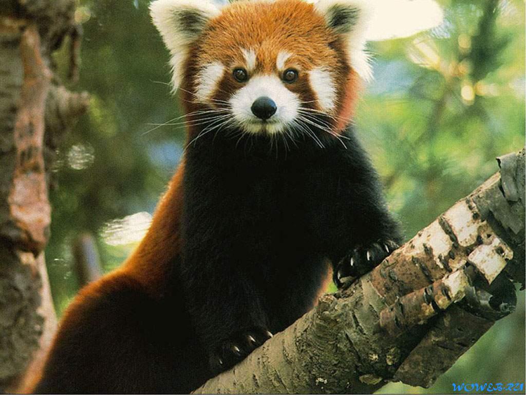 Phyla: The Red Panda