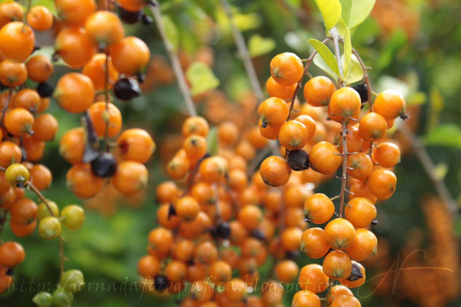 Jornada Fotográfica (Photographic Journey) Orange Grapes