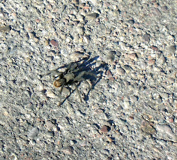 A Mexican Spider crossing the street