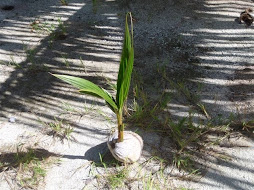 A coconut tree in the making