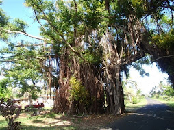 Big Banyon Tree