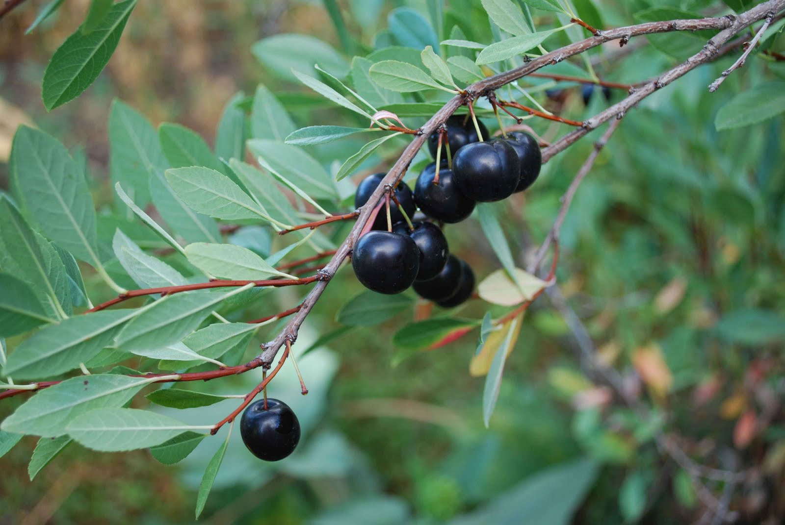 вишня песчаная бессея. фото песчаной вишни. вишня песчаная бессея. фото песчаной вишни. фото песчаной вишни.