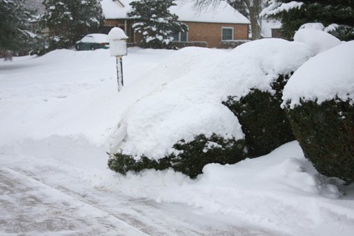 [Front+Yard+122408-2+LowRes.jpg]