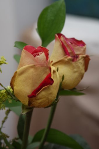 [Roses+062609.JPG]