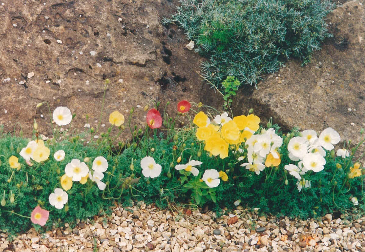 [Flower1a.jpg]