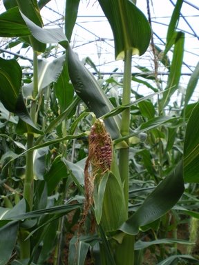 [Corn.JPG]