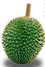 [Durian1.jpg]