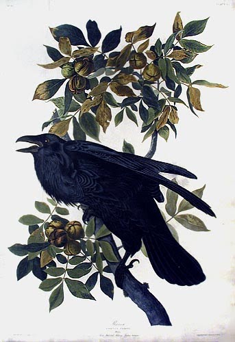 [ab_ravenCI.jpg]