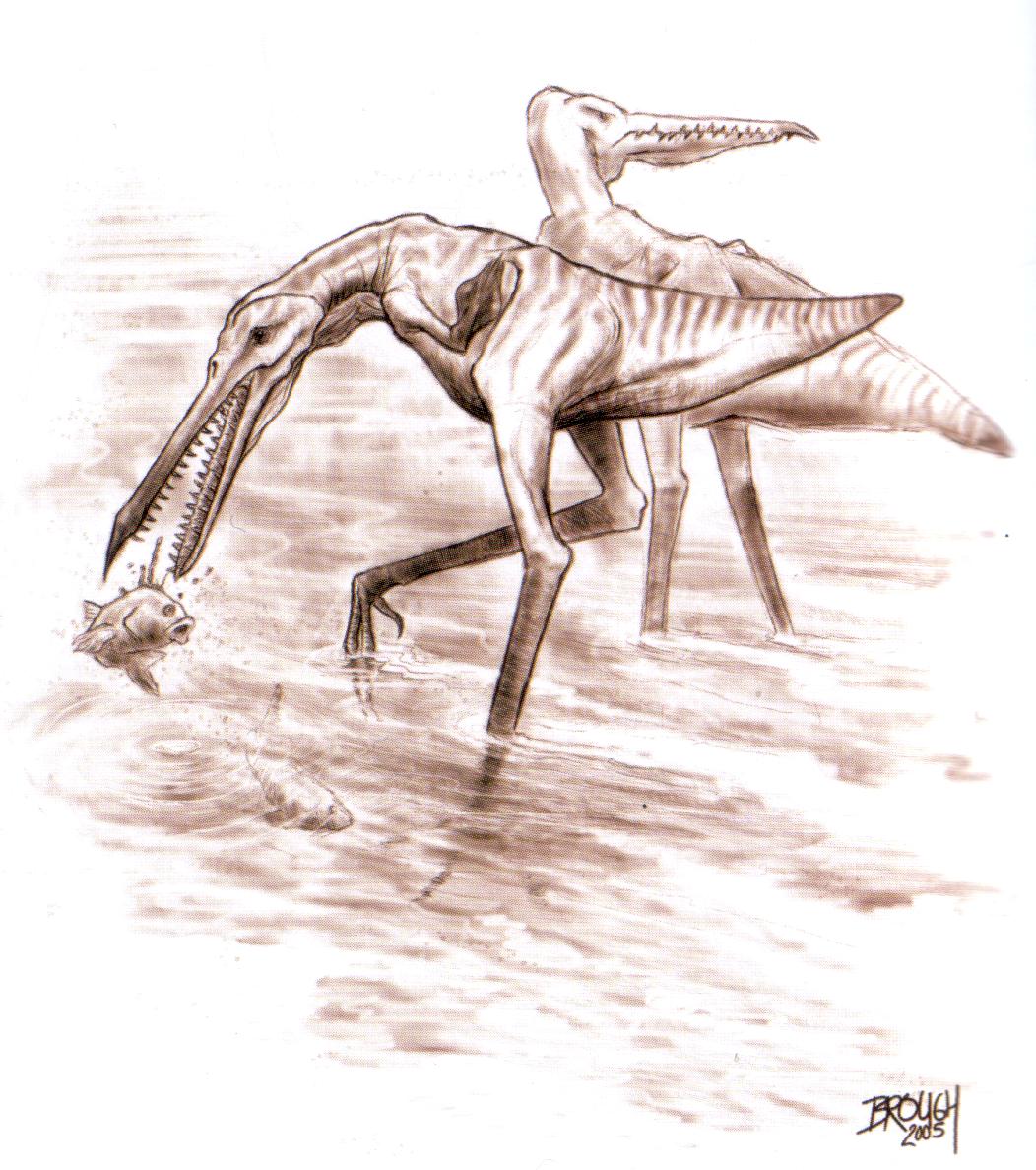 Blog How a giant ape nearly brought flightless