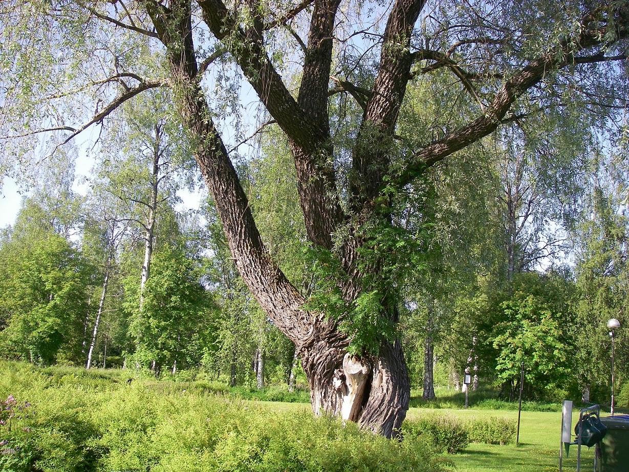 Anitas betraktelser..: En trädsymbios