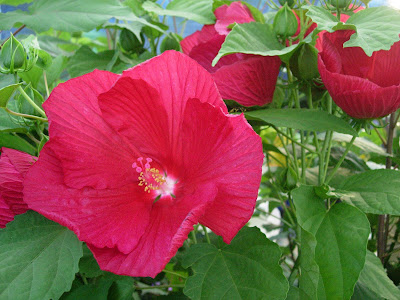 The Greenhouse Worker: The bang for your buck -Perennial Hibiscus